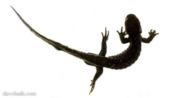 Image of Jefferson Salamander