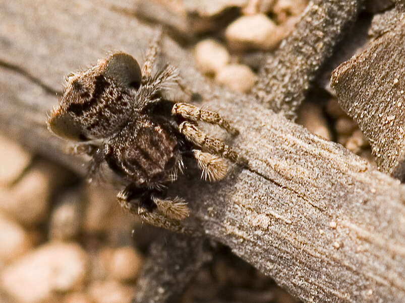 Image of Peacock Spiders