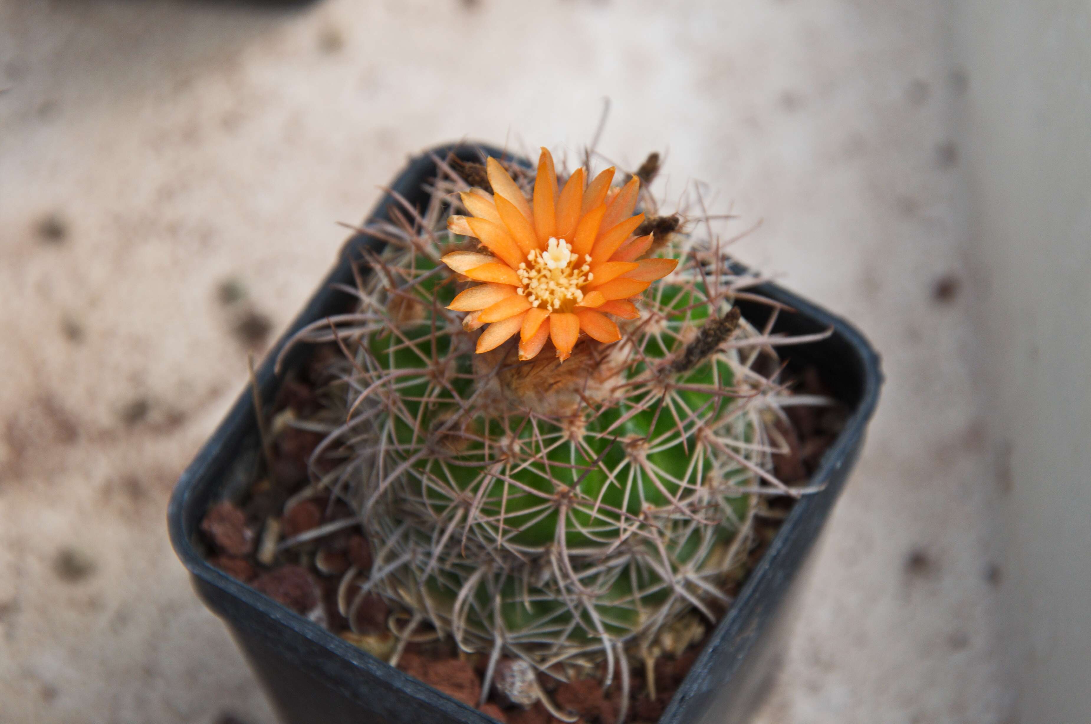 Parodia gibbulosoides F. H. Brandt resmi