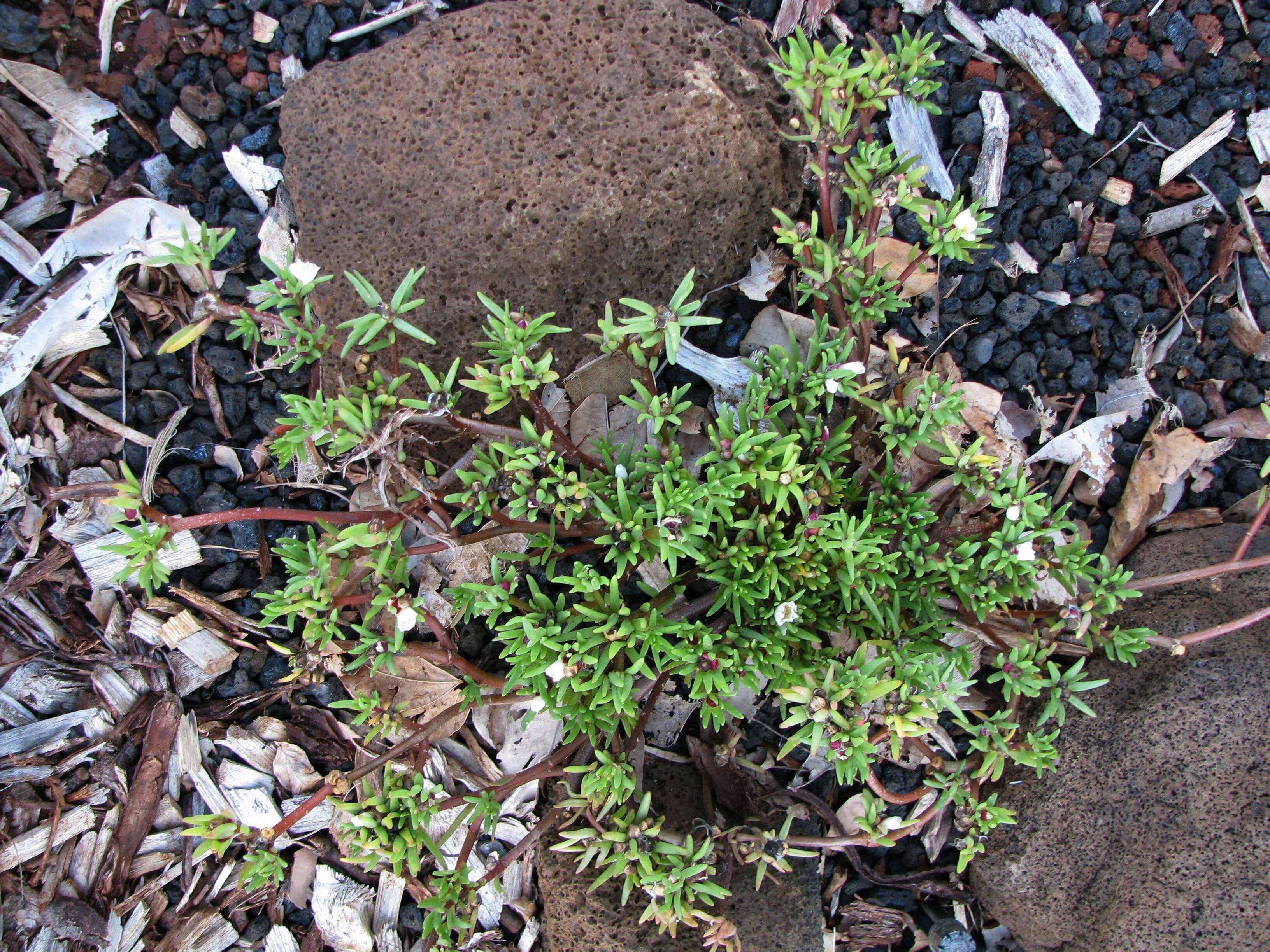 Portulaca sclerocarpa A. Gray resmi