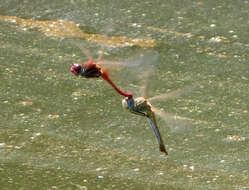 Image of Red-veined Darter