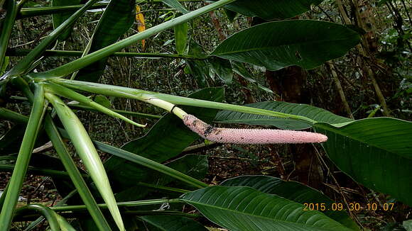 Image of Rhodospatha oblongata Poepp.