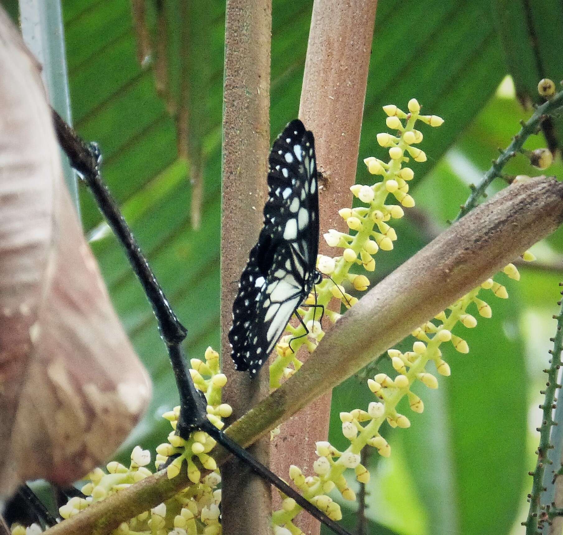 Image of Ideopsis