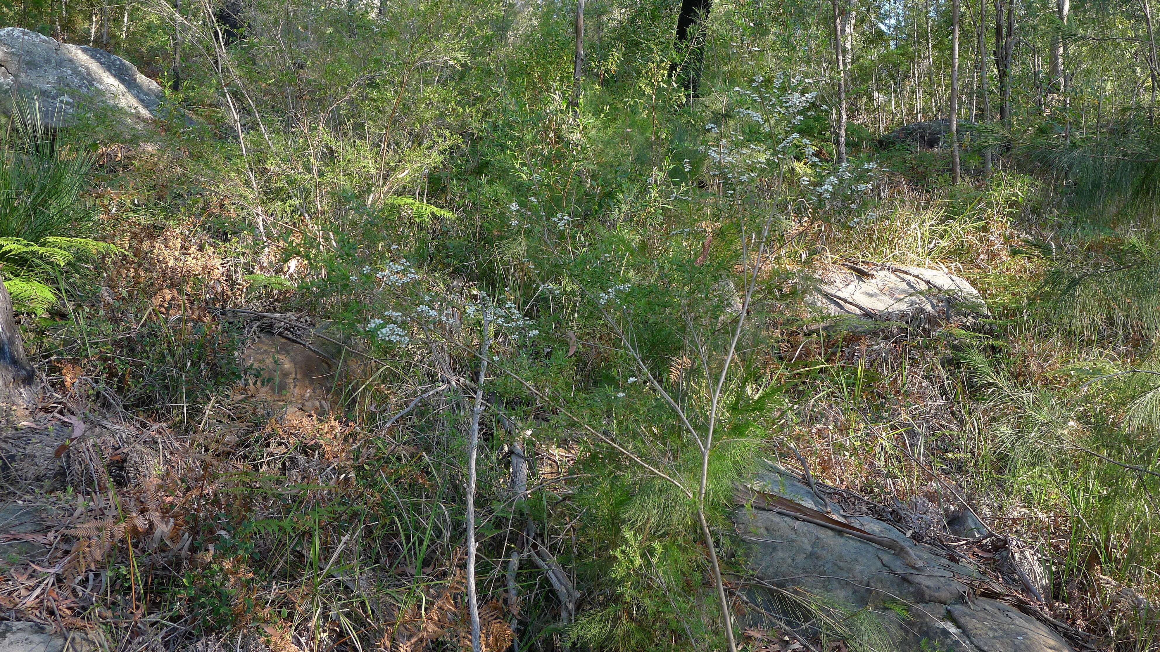 Image of Australian wild may