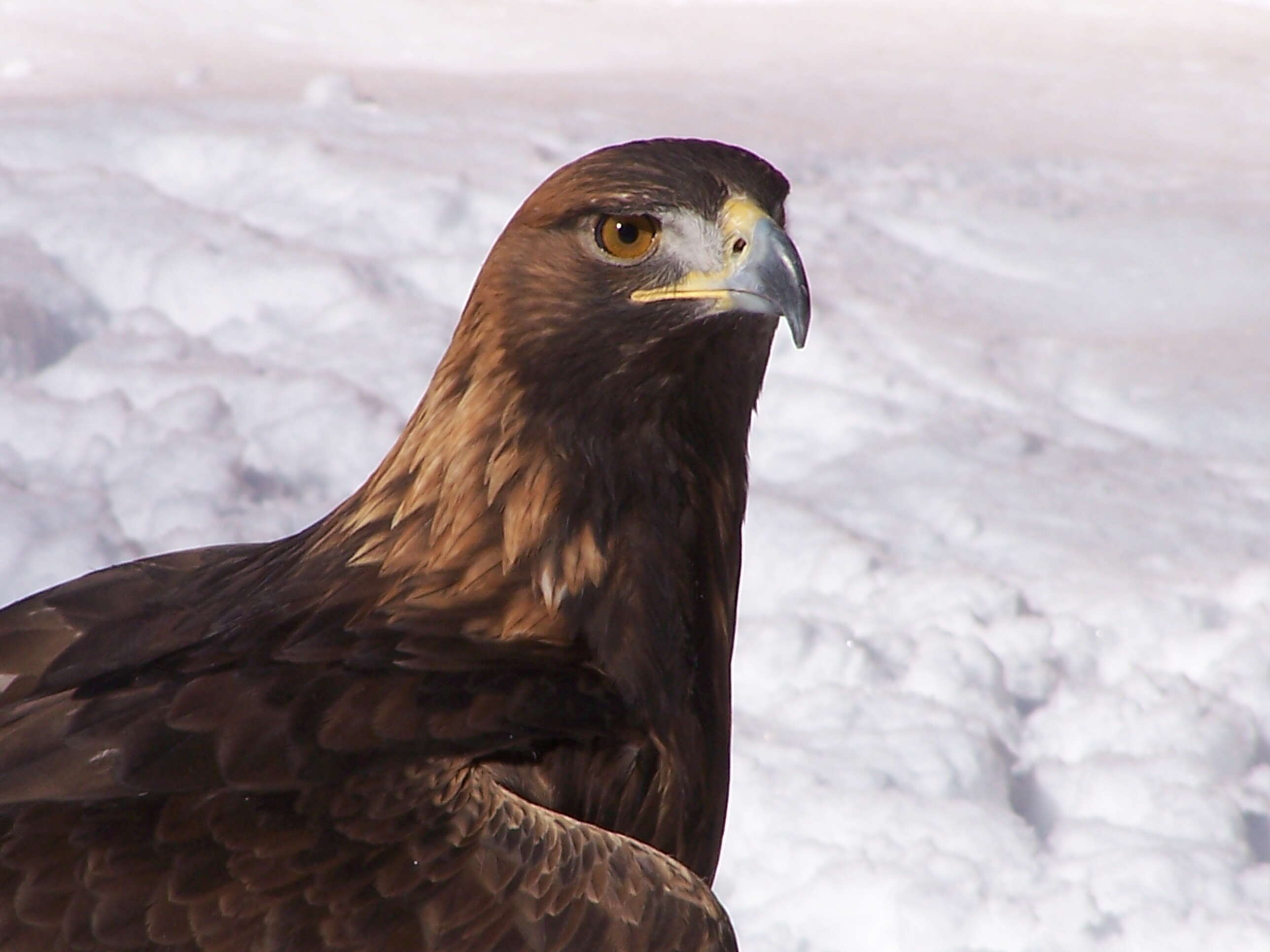 Image of Golden eagle