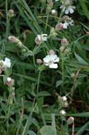 Image of sea campion