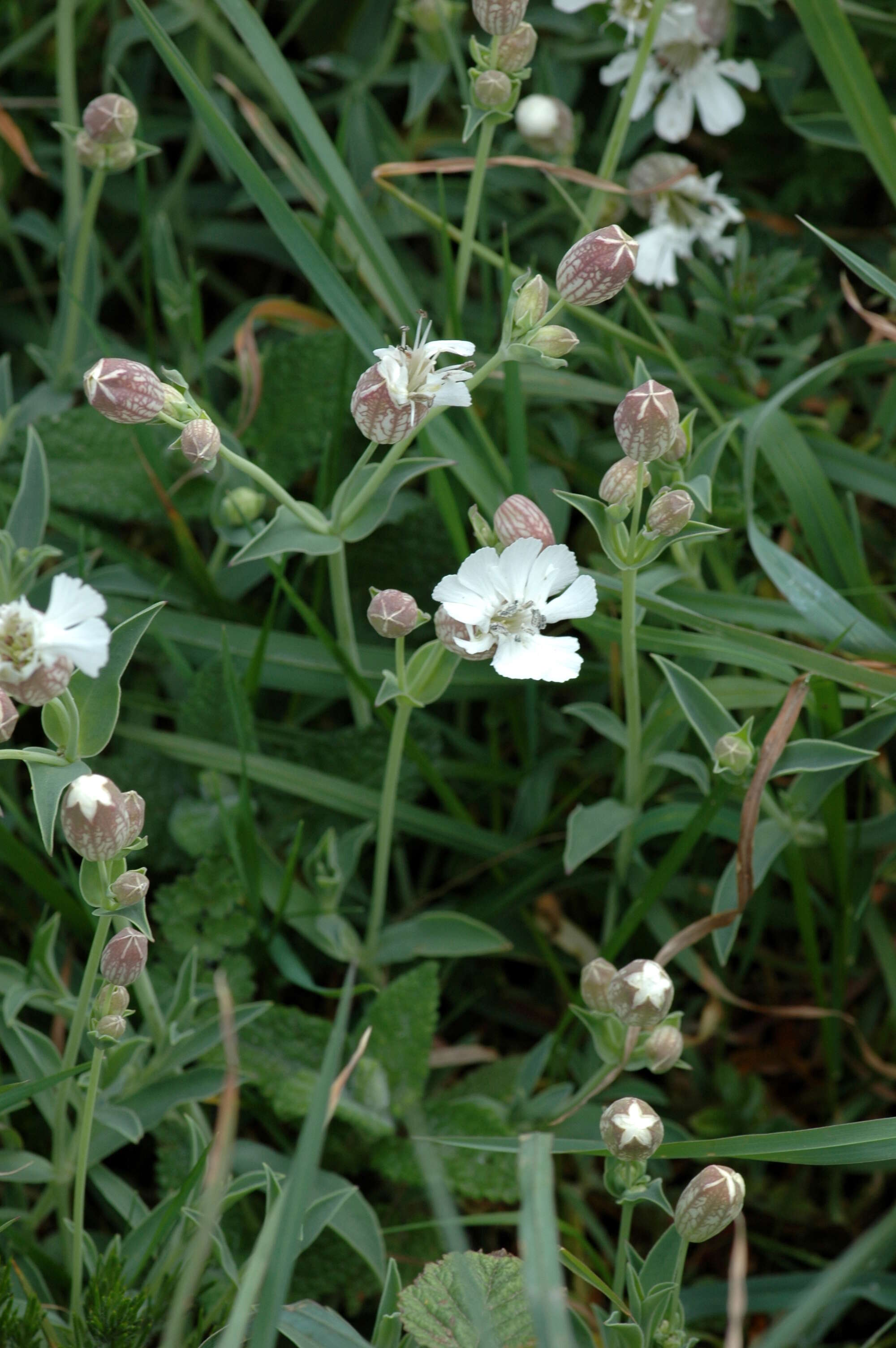 Image of Silene uniflora subsp. uniflora