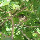 Image of Cinnamon-tailed Sparrow