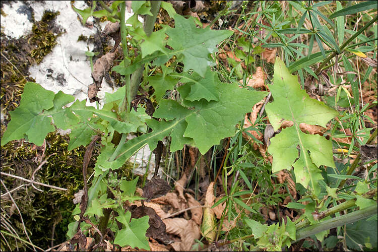 Image of wall lettuce