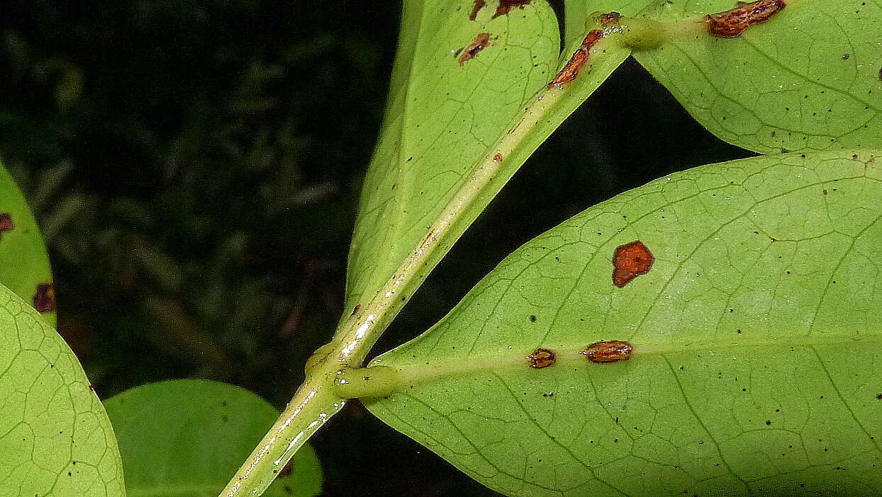 Image de Chamaecrista ensiformis (Vell.) H. S. Irwin & Barneby