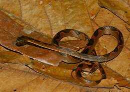 Image of cat-eyed snakes