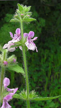 Слика од Stachys albicaulis Lindl.