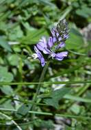 Image of Polygala anatolica Boiss. & Heldr.