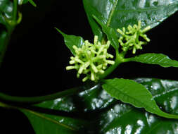 صورة Palicourea acuminata (Benth.) Borhidi