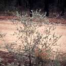 Image of Grevillea arenaria subsp. canescens (R. Br.) P. M. Olde & N. R. Marriott