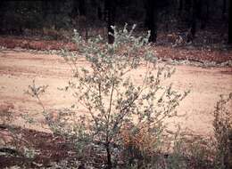 Imagem de Grevillea arenaria subsp. canescens (R. Br.) P. M. Olde & N. R. Marriott