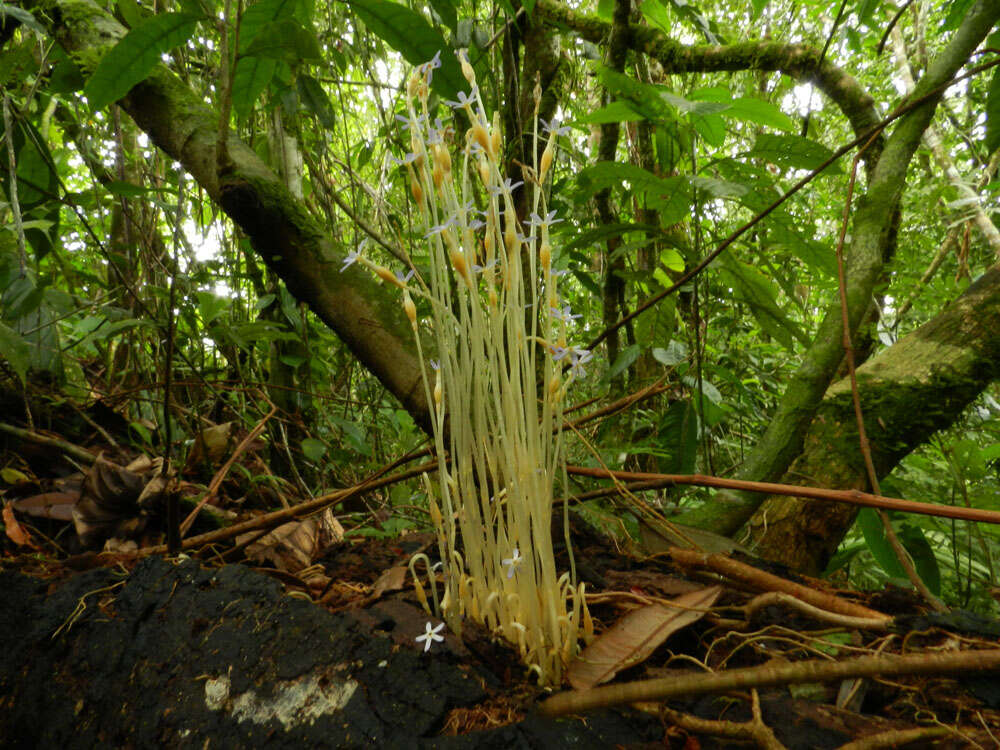 Image of ghostplant