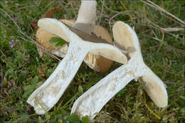 Russula integra (L.) Fr. 1838 resmi