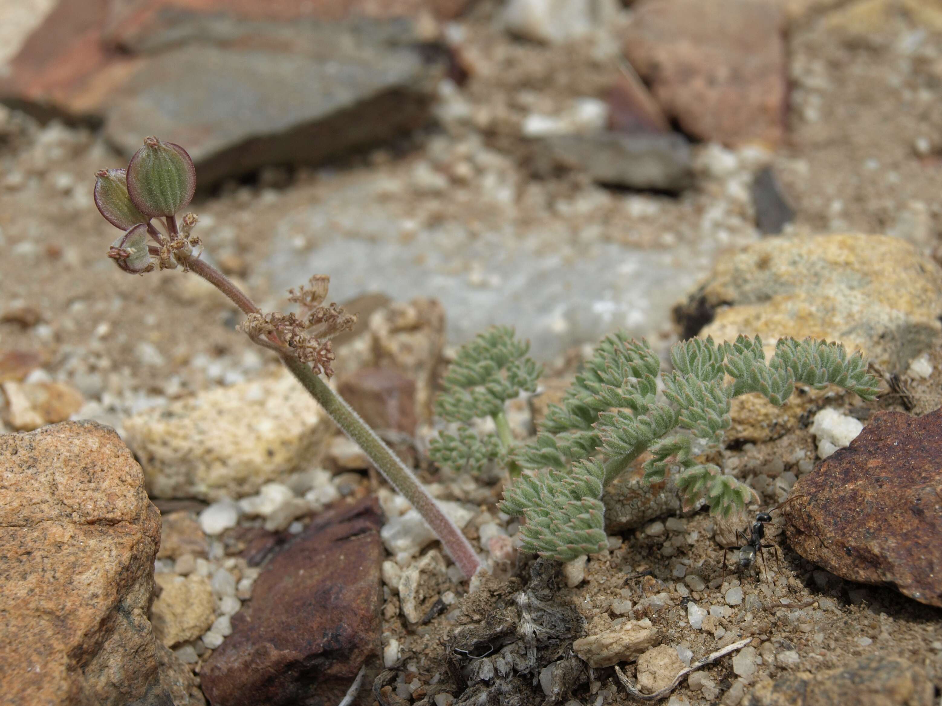 Imagem de Lomatium foeniculaceum (Nutt.) Coult. & Rose