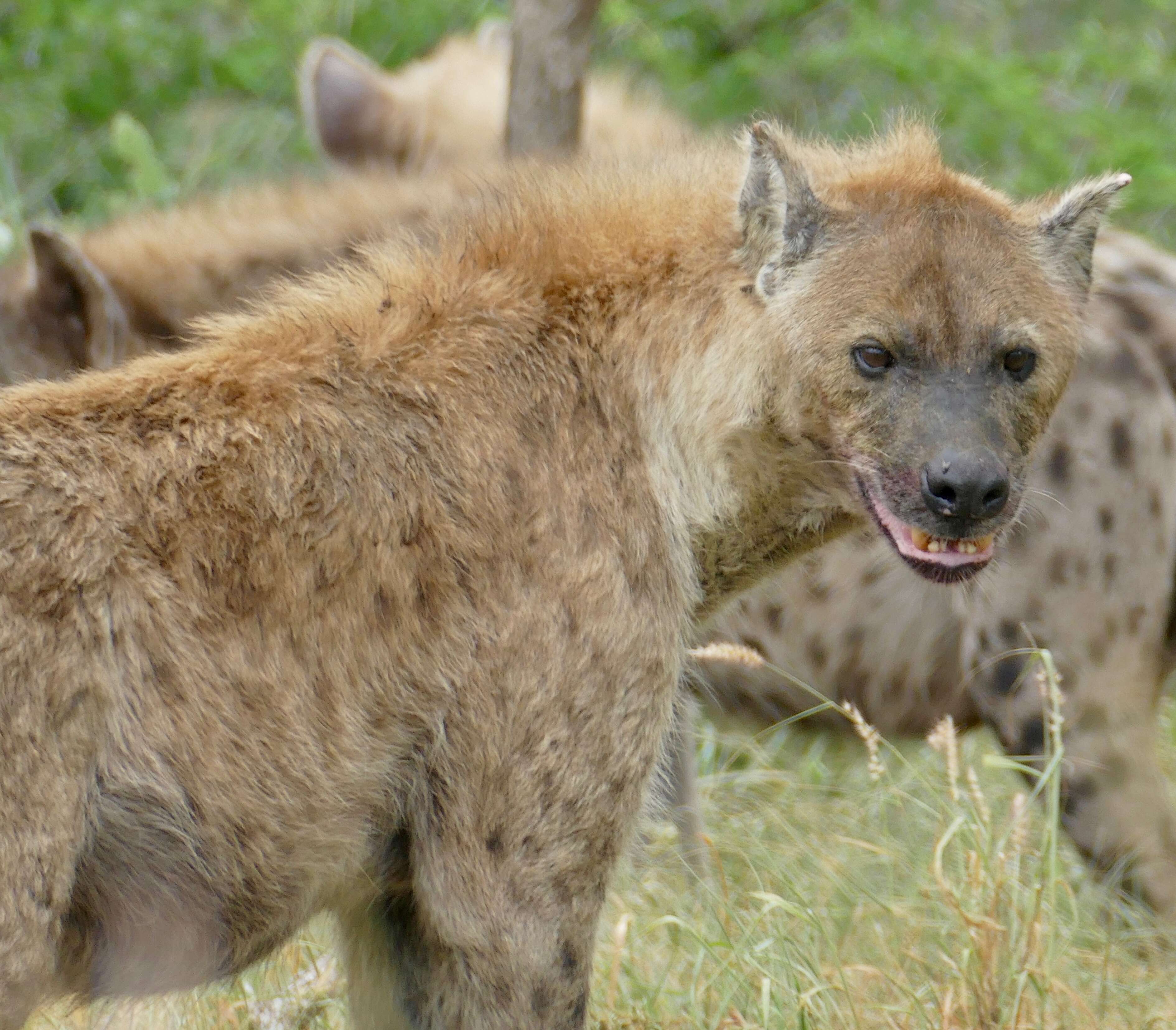 Image of Spotted Hyaenas