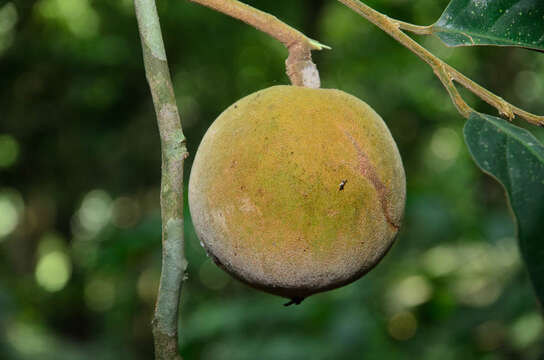 Image of Hydnocarpus macrocarpa