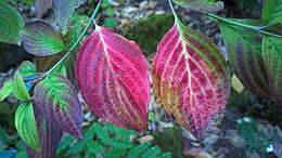 Image of blackfruit dogwood