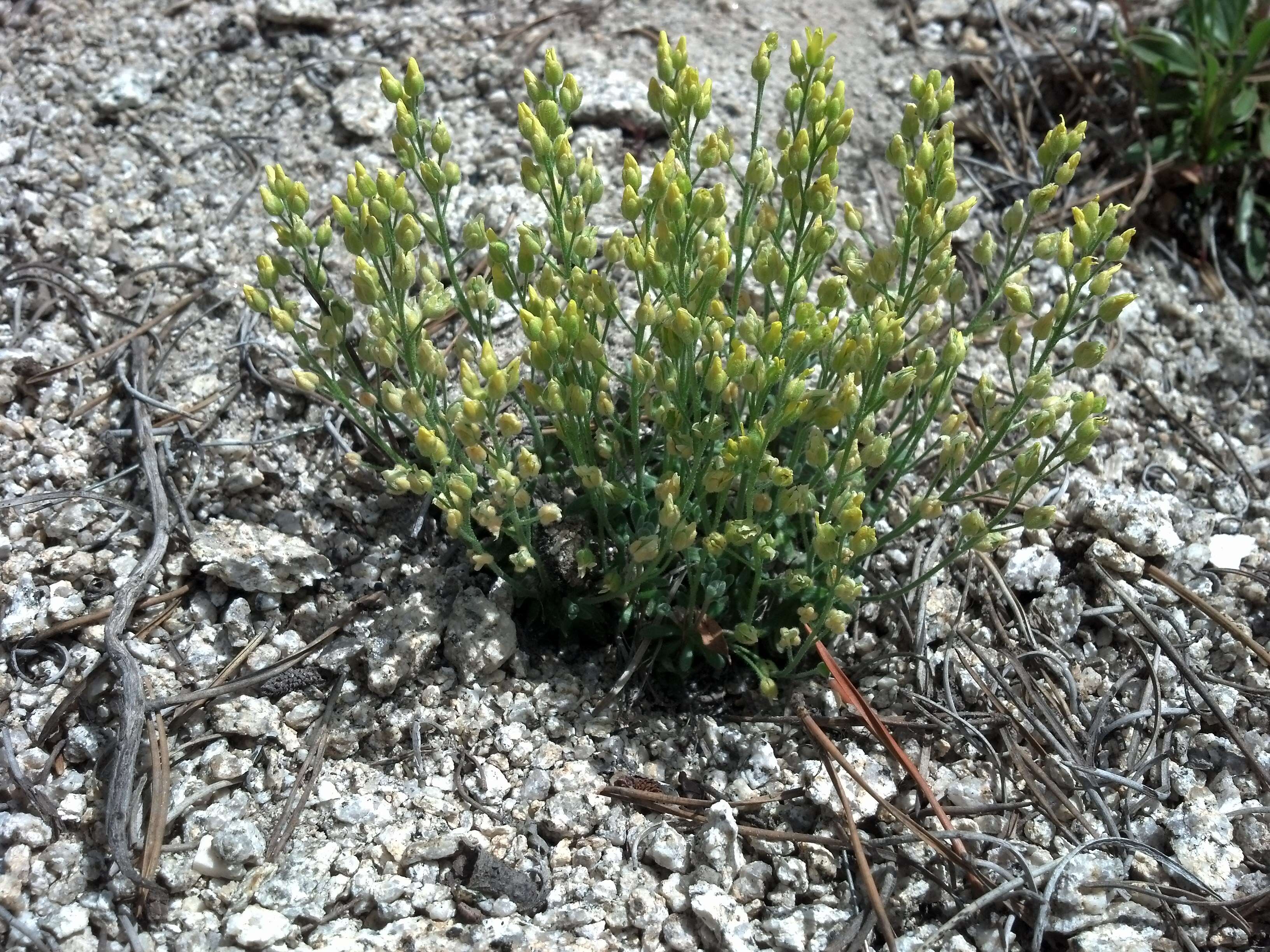 Image of globefruit draba