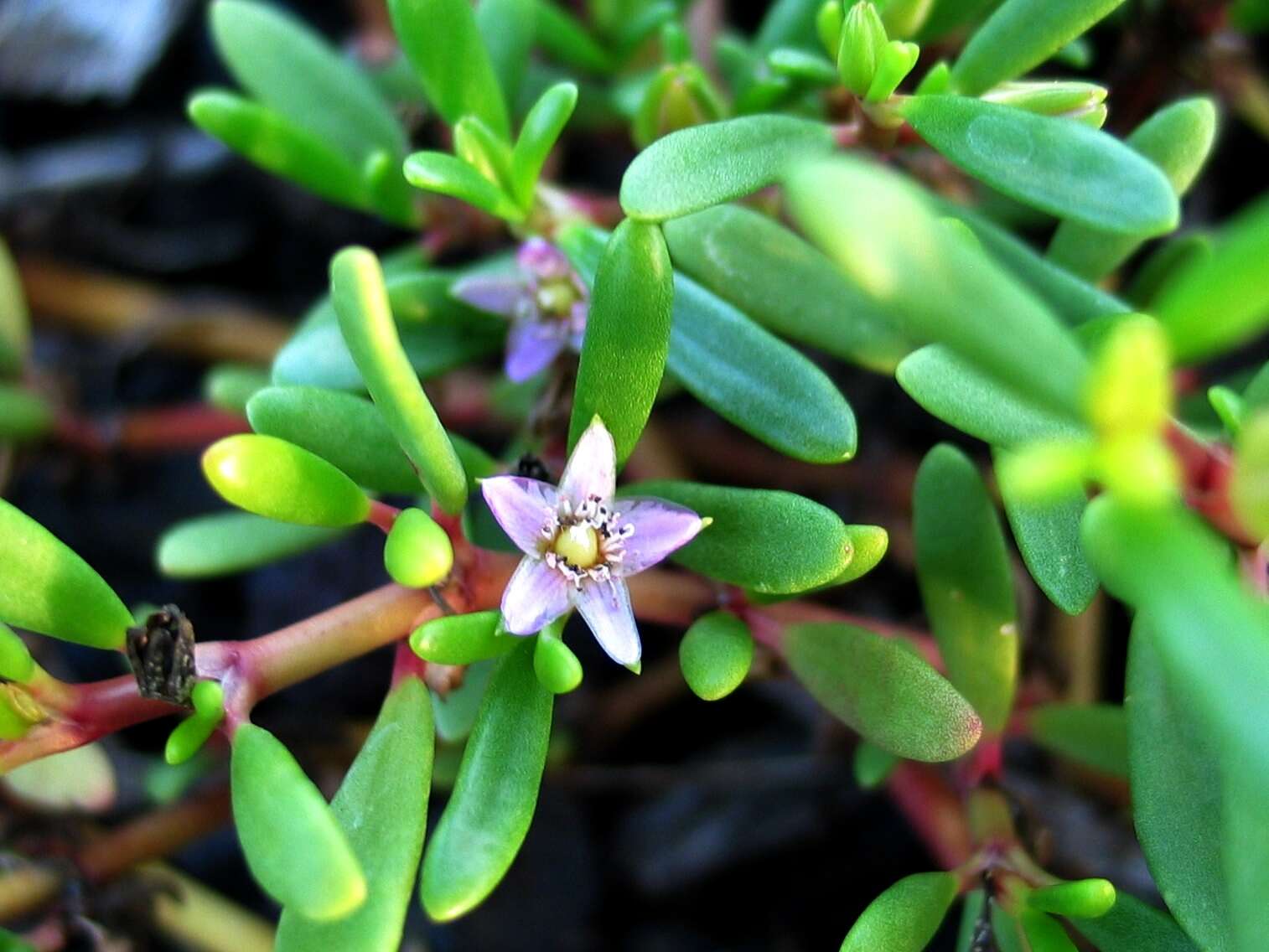 Image of sea purslane