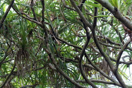 Image of pandanus