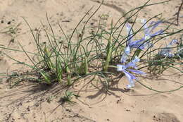 Image of Iris tenuifolia Pall.