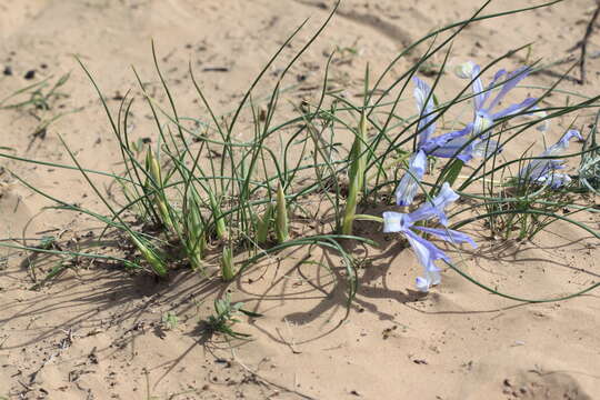 Image of Iris tenuifolia Pall.