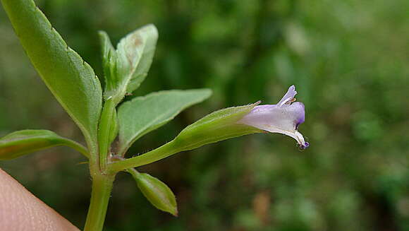 Plancia ëd Torenia thouarsii (Cham. & Schltdl.) Kuntze