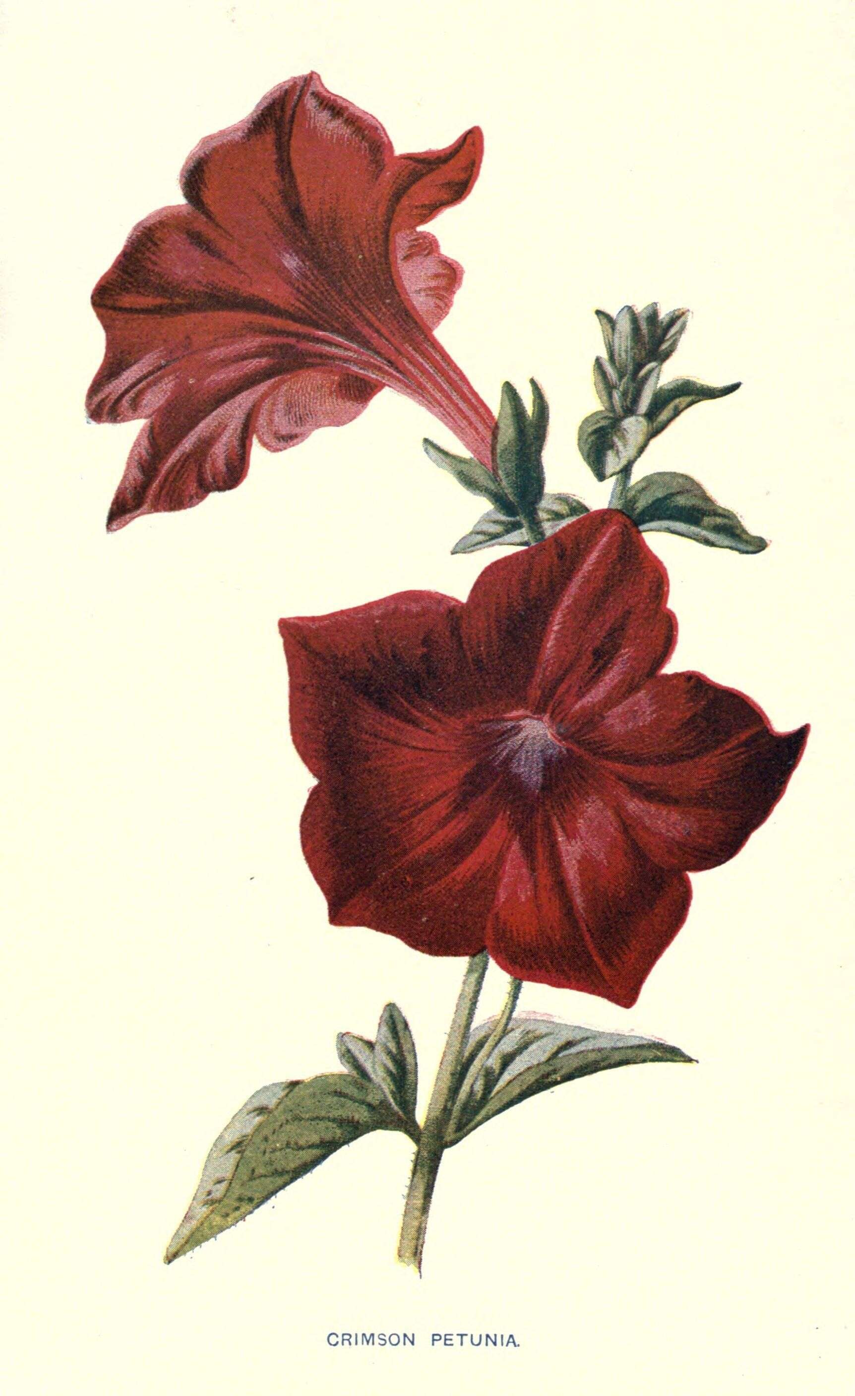 Image of petunia