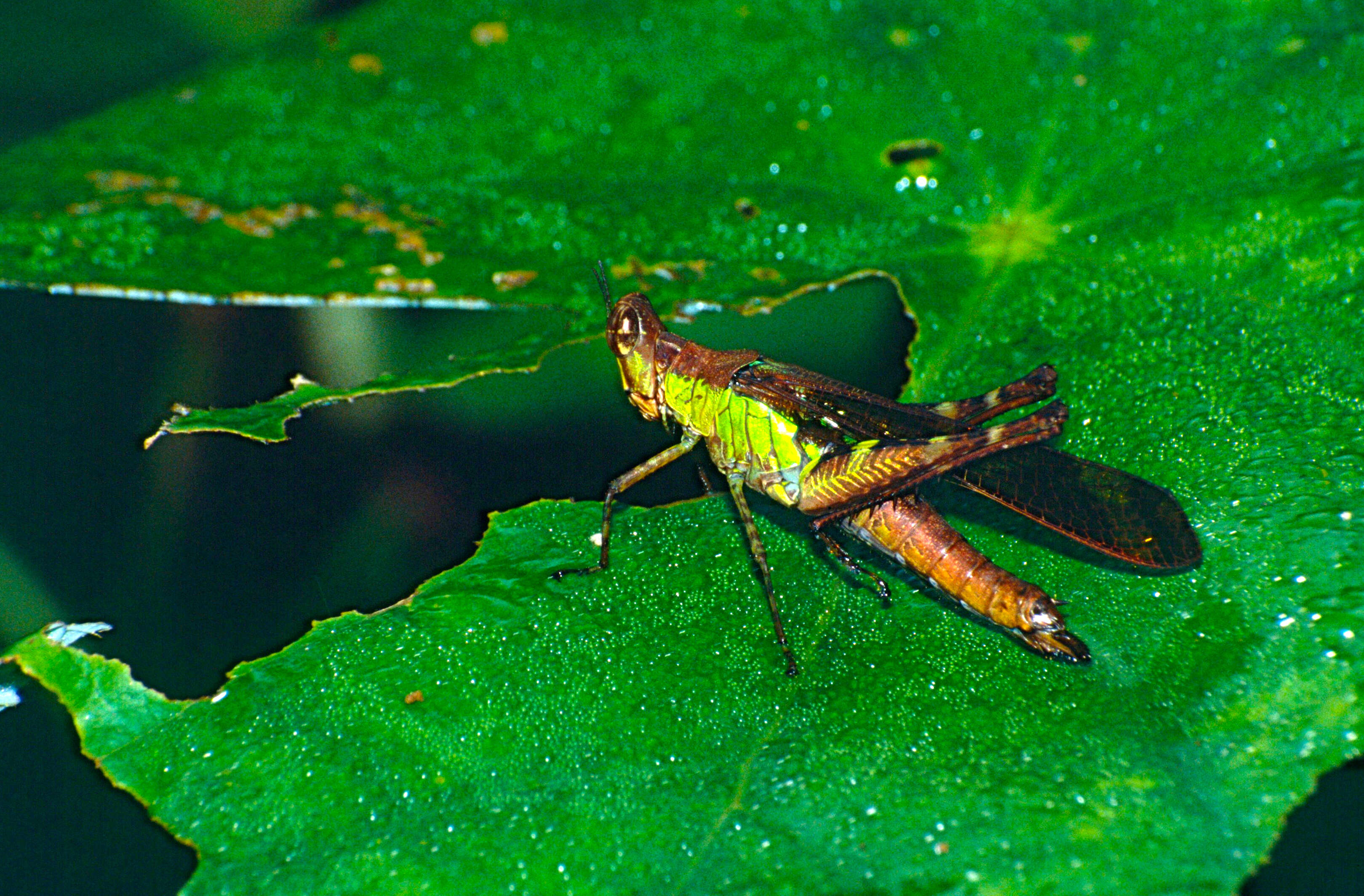 Image of Chorotypidae