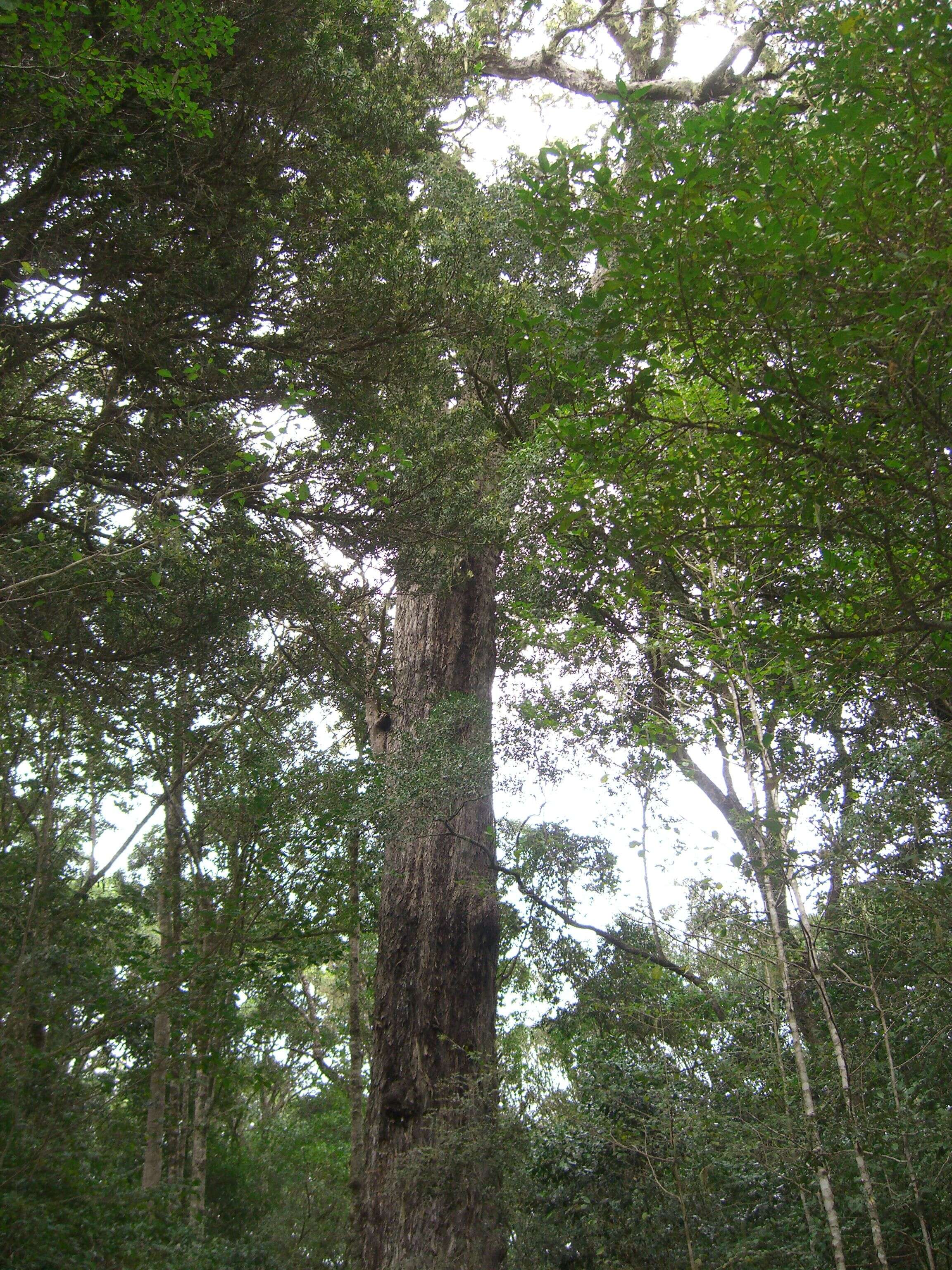 Image of yellowwood