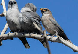 Image of Black-faced Woodswallow