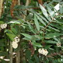 Image of Syzygium wilsonii wilsonii