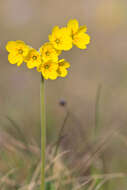 Image of cowslip