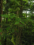 Image of Daphnopsis costaricensis K. Barringer & Grayum