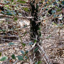 Image of Fouqueria columnaris