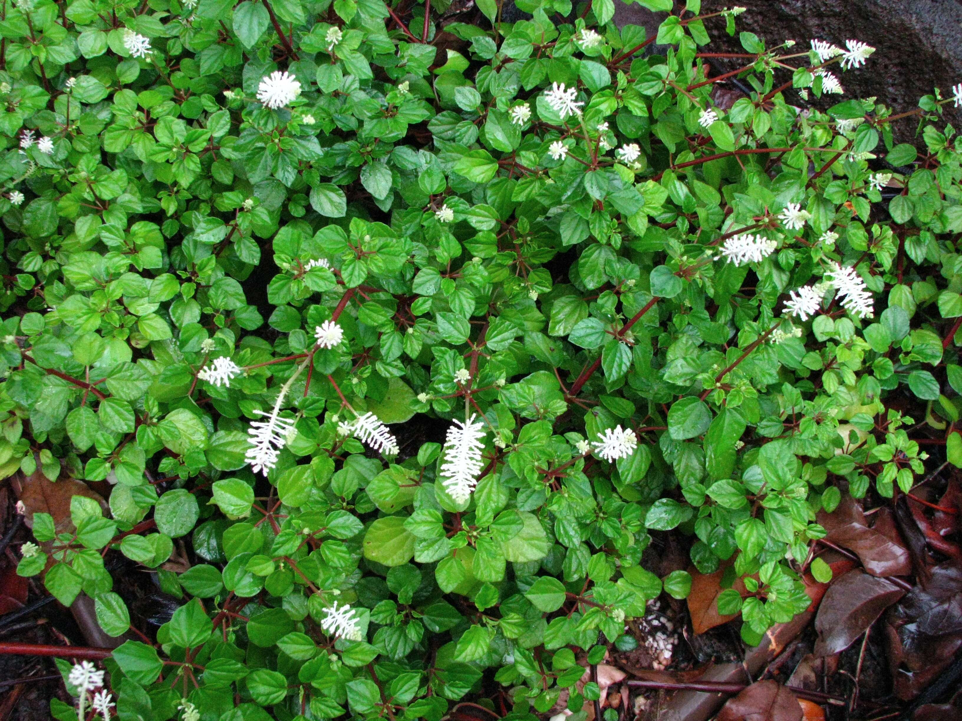 Image of Peperomia fraseri C. DC.