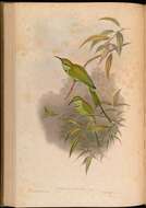 Image of Merops Linnaeus 1758