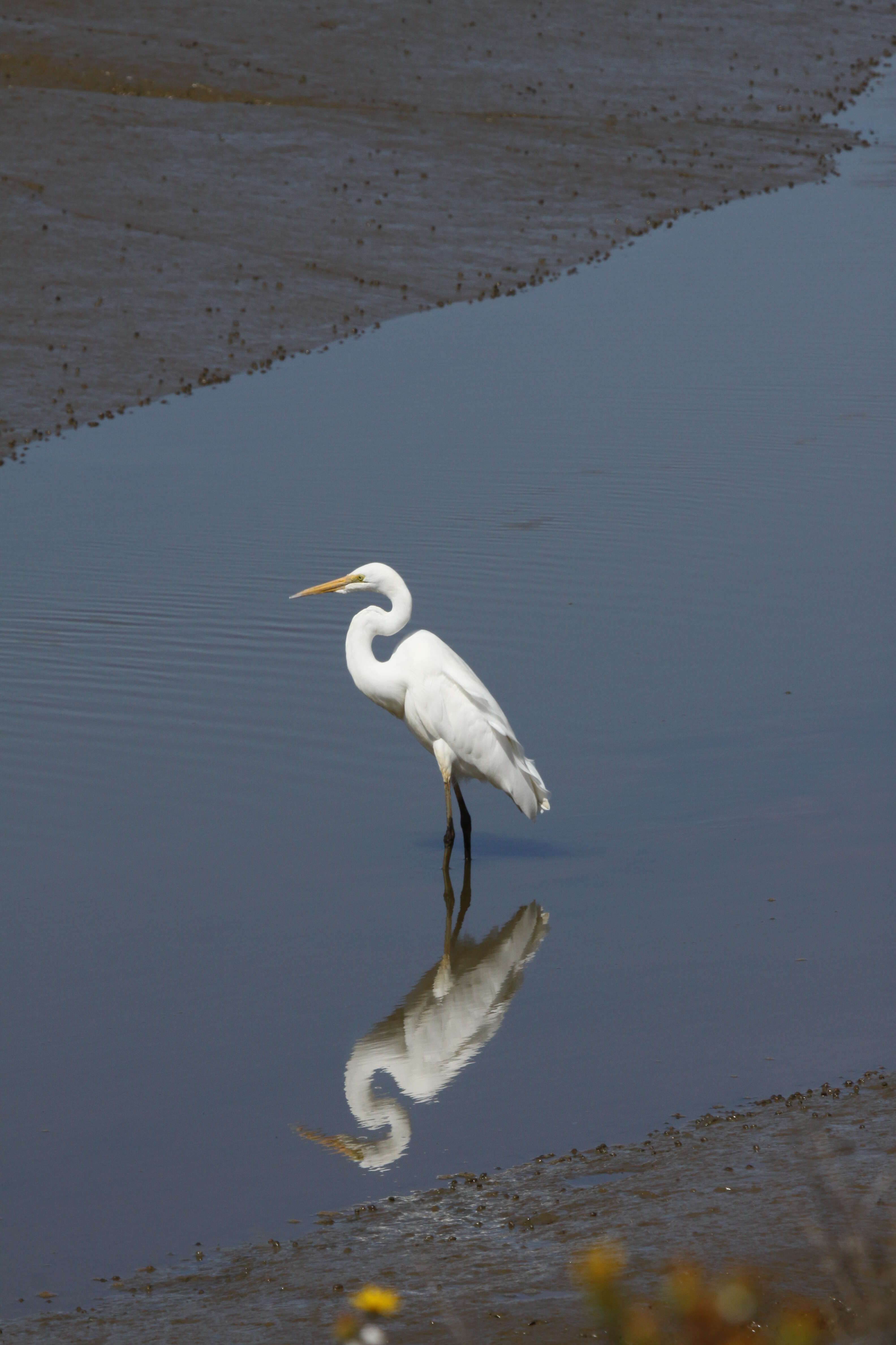 Image of Great Egret