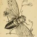 Sivun Megapomponia imperatoria (Westwood 1842) kuva