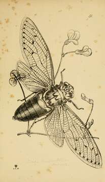 Image of Empress cicada