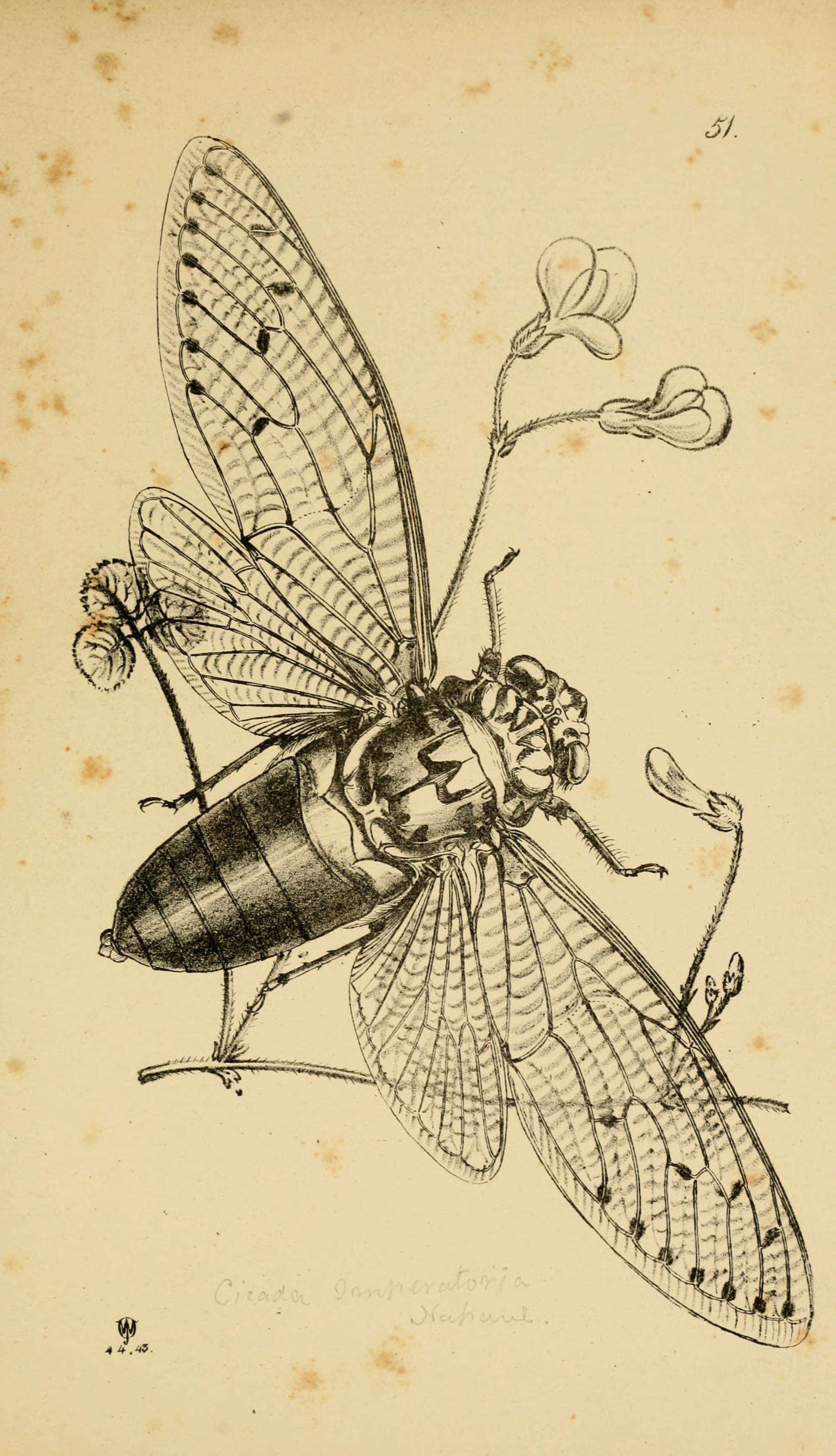 cicada scientific illustration