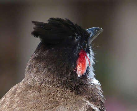 Image of Red-whiskered Bulbul