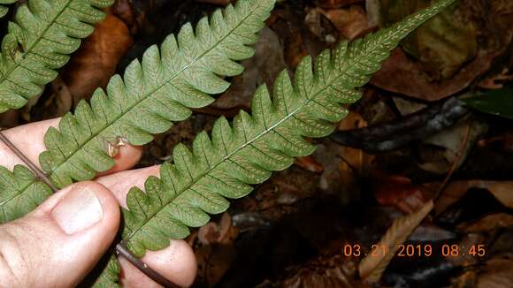 Слика од Steiropteris polypodioides (Raddi) Salino & T. E. Almeida