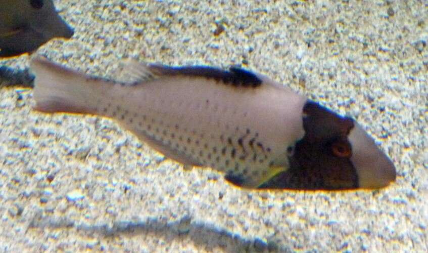 Image of Bicolour Parrotfish