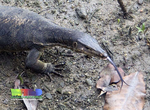 Image of Common Water Monitor